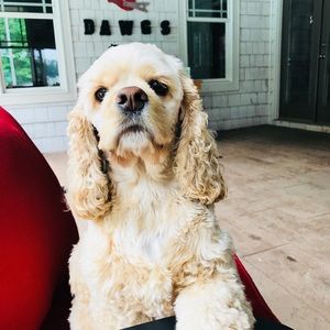 Meet your Posher, Gracie